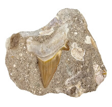 Otodus tooth inlaid in matrix