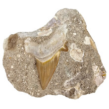 Otodus tooth in matrix