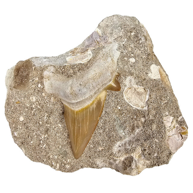 Otodus tooth inlaid in matrix Otodus tooth inlaid in matrix