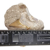 Otodus tooth inlaid in matrix Otodus tooth inlaid in matrix