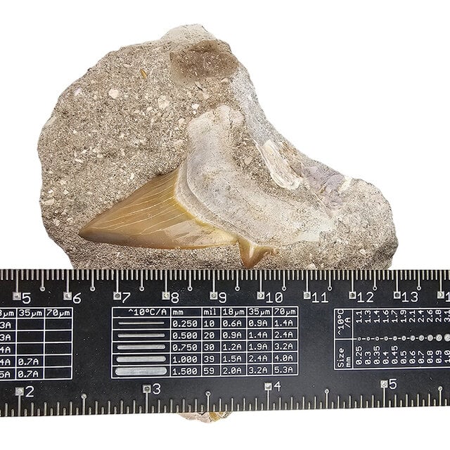 Otodus tooth inlaid in matrix Otodus tooth inlaid in matrix