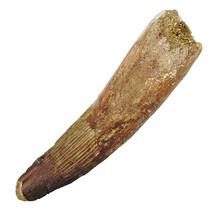 Real dinosaur tooth of the spinosaurus