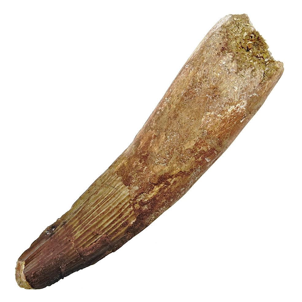 Rare Spinosaurus Tooth Pendant - Etsy