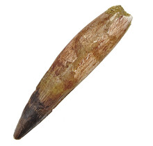 Real dinosaur tooth of the spinosaurus