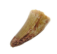 Real dinosaur tooth from a Spinosaurus