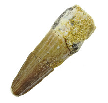 Real dinosaur tooth from a Spinosaurus