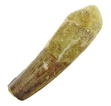 Real dinosaur tooth from a Spinosaurus