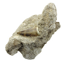 Tooth of the mosasaur in matrix