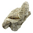 Tooth of the mosasaur in matrix
