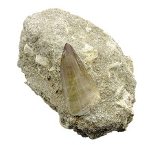 Tooth of the mosasaur in matrix