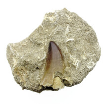 Tooth of the mosasaur in matrix