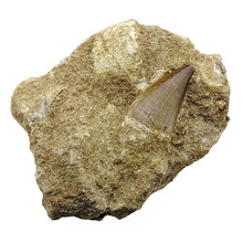 Tooth of the mosasaur in matrix