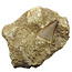 Tooth of the mosasaur in matrix