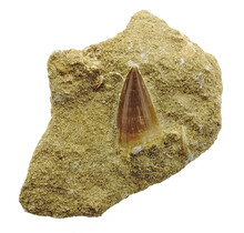 Tooth of the mosasaur in matrix