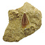 Tooth of the mosasaur in matrix