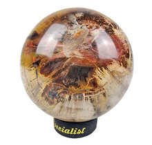 Versteend hout uit Madagaskar diameter 7,6 cm