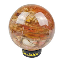 Petrified wood from Madagascar diameter 7,2 cm