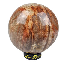 Versteend hout uit Madagaskar diameter 8,1 cm