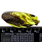Baltic amber pendant gold plated Baltic amber pendant gold plated