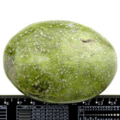 Mooie serpentijn uit Pakistan Mooie serpentijn uit Pakistan