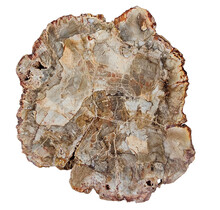 Petrified wood from Madagascar 675 grams