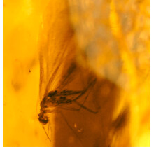 Baltic Amber with enclosed insect