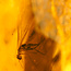 Baltic Amber with enclosed insect