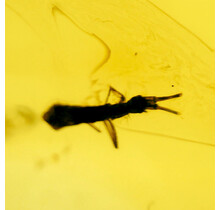 Baltic Amber with enclosed insect