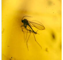 Baltic Amber with enclosed insect