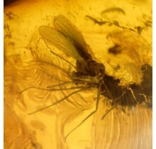 Baltic Amber with enclosed insect