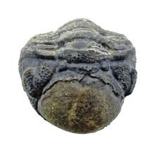 Trilobiet Phacops