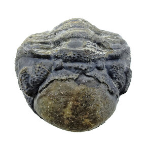 Trilobiten Phacops