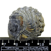 Trilobiet Phacops Trilobiet Phacops