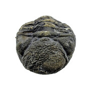Trilobite Phacops Trilobite Phacops