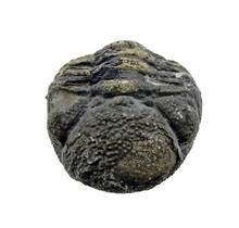 Trilobite Phacops