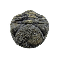 Trilobite Phacops