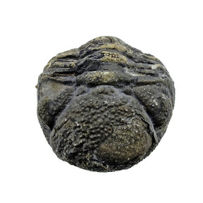 Trilobite Phacops