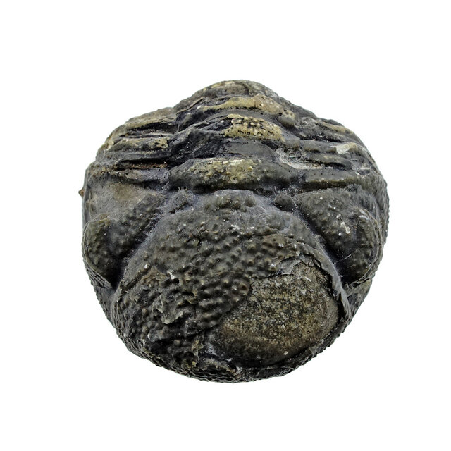 Trilobiet Phacops Trilobiet Phacops