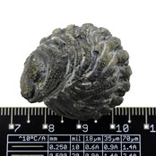 Trilobit Phacops Trilobit Phacops