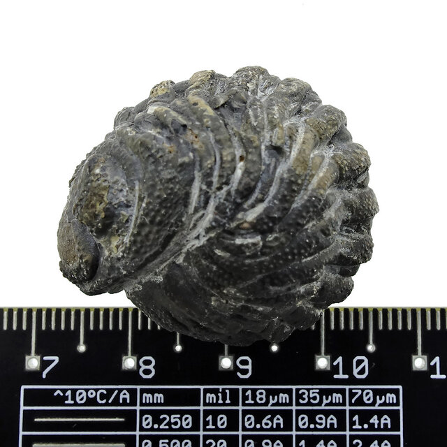 Trilobit Phacops Trilobit Phacops