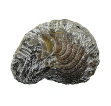 Trilobite Phacops