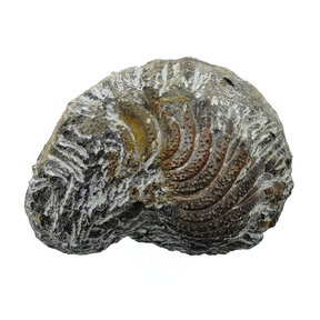 Trilobite Phacops