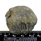 Trilobit Phacops Trilobit Phacops