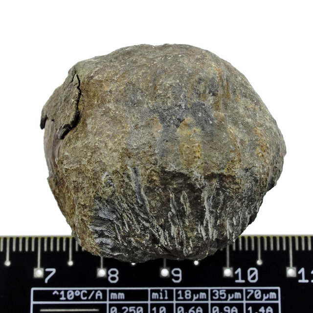 Trilobit Phacops Trilobit Phacops