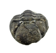 Trilobiet Phacops