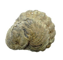Trilobiet Phacops