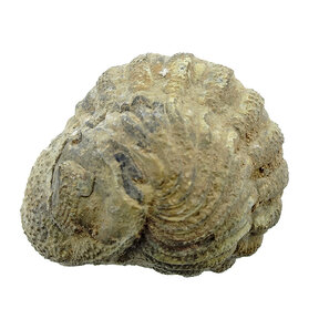 Trilobite Phacops