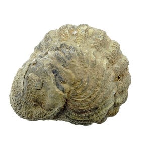 Trilobiten Phacops