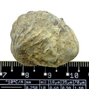 Trilobit Phacops Trilobit Phacops