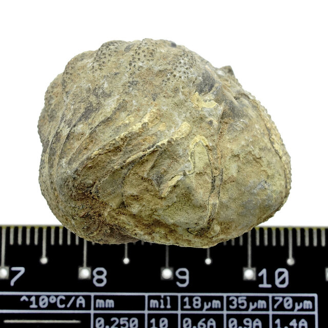 Trilobit Phacops Trilobit Phacops